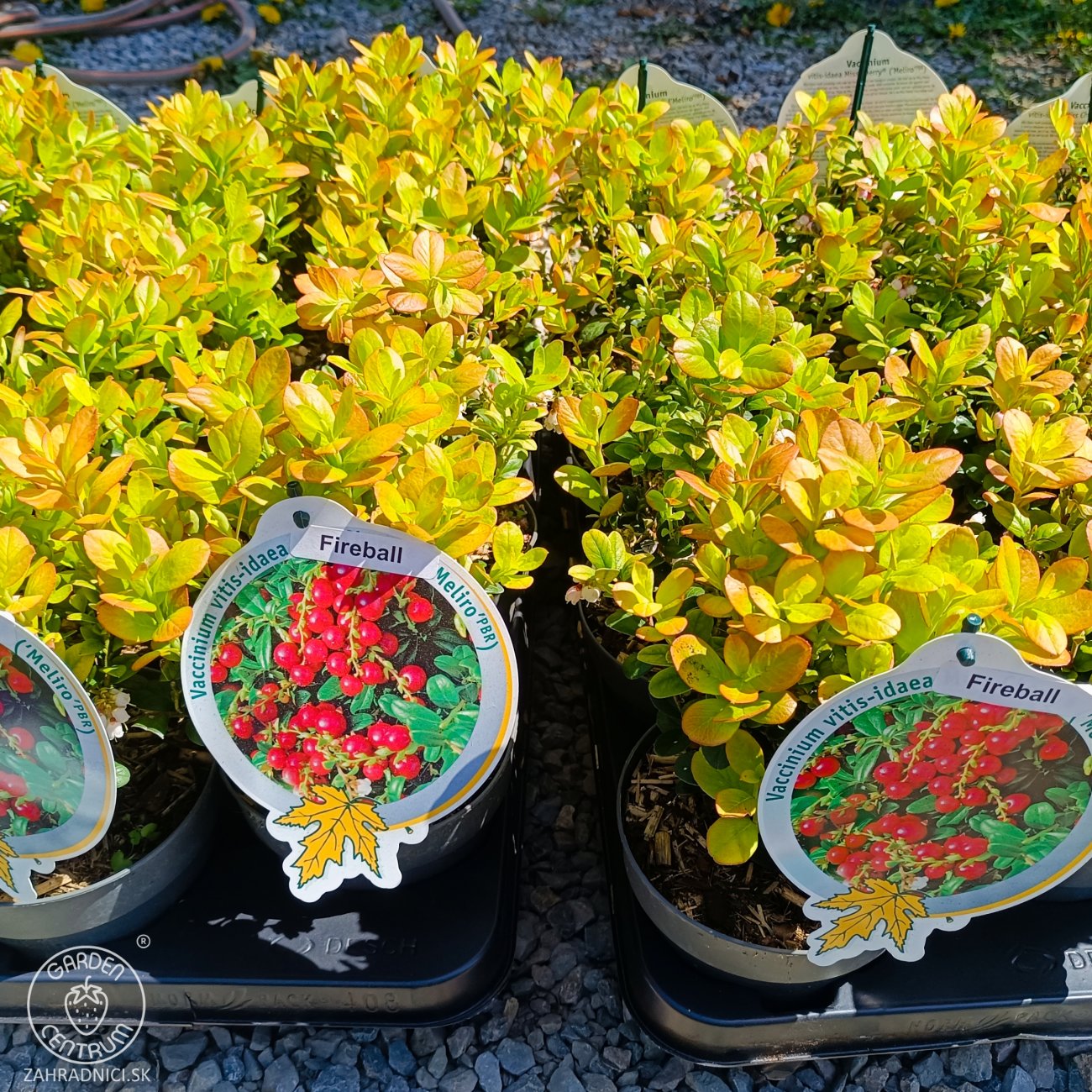 Obrázok Brusnica pravá (Vaccinium vitis-idaea) ´FIREBALLS´- výška 10-20 cm, kont. C1L